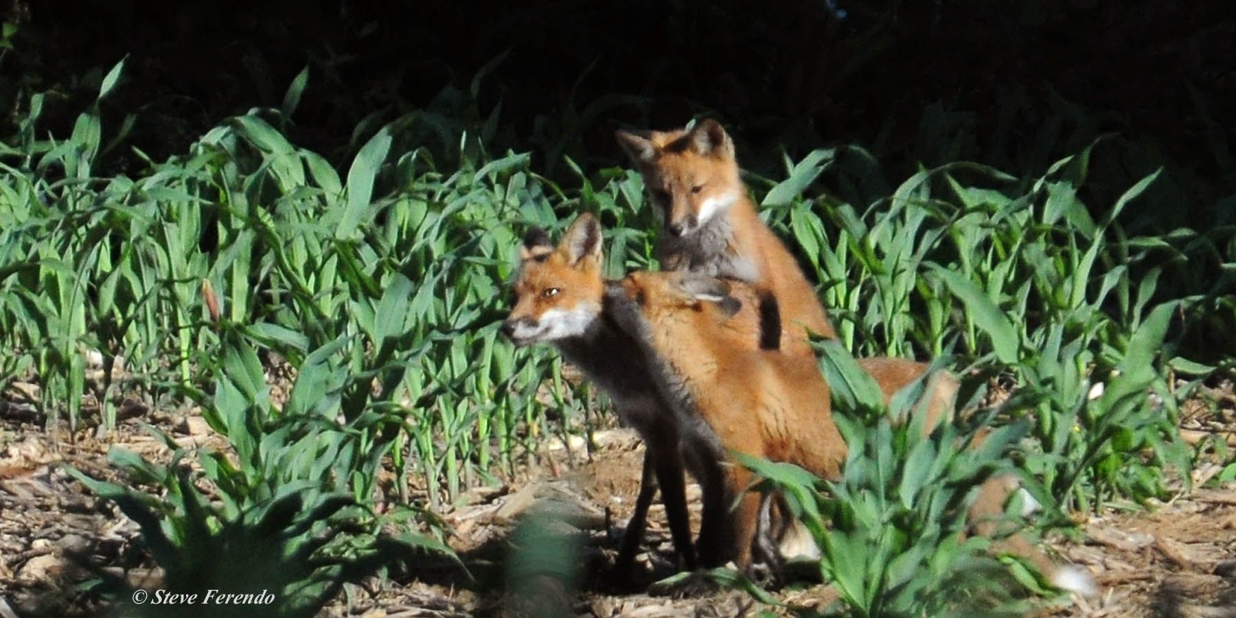 "Natural World" Through My Camera: Which Fox Den To Photograph?